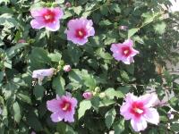 Albums/20060800-China Aug 2006/20060804-Shenyang University/20